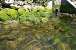 Algues à l'effluent - Rivière Bonaventure - CEGS