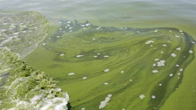 Qu est ce Que L eutrophisation D un Cours D eau Fondation Rivi res qu-est-ce-que-l-eutrophisation-d-un-cours-d-eau-fondation-rivi-res