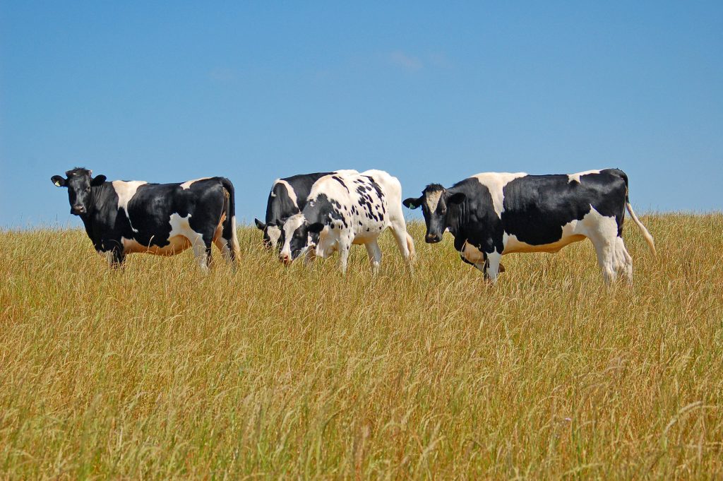 pollution agricole
