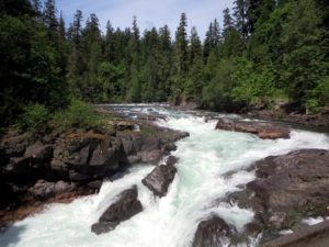 Rivière dans la forêt